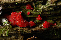 Cool red slime mold on a decaying log. Courtsey of...